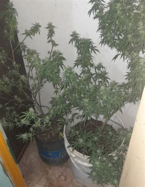 Fueron Por Una Causa De Robo Y Hallaron Plantas De Marihuana La