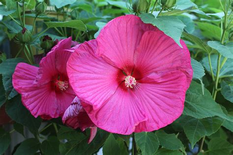 Perennial Hibiscus Honeymoon Rose