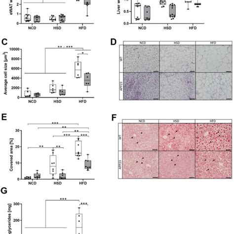 Weight Of Ewat And Liver Histological Analysis Of Adipocyte Size In