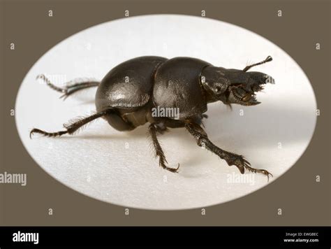 Beetle Krawczyk Holovatch Lat Lethrus Apterus Is A Beetle Of The