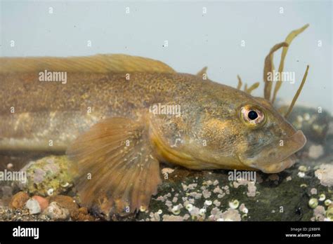 Eelpout fish hi-res stock photography and images - Alamy