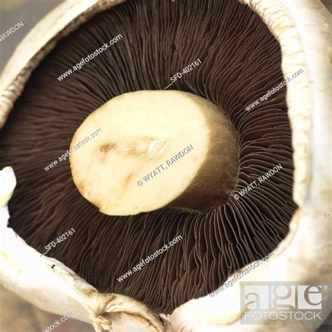 Mushroom cap, Stock Photo, Picture And Rights Managed Image. Pic. SFD-402161 | agefotostock