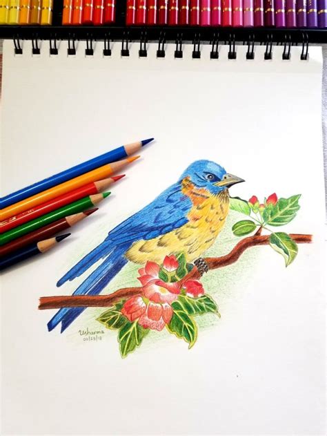 Bird Color pencil sketch