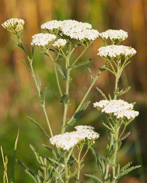 Flores De La Milenrama Lat Millefolium De Achillea Aislado En Blanco Imagen De Archivo