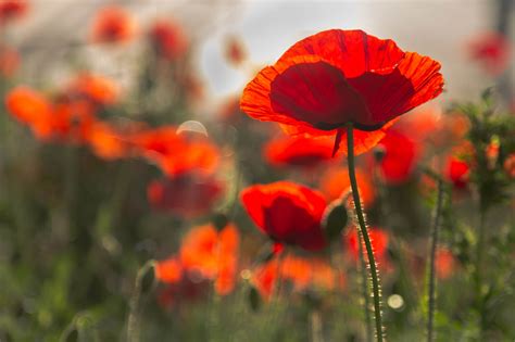 Bee, Red Flower, Flower, Poppy, Nature wallpaper - Coolwallpapers.me!