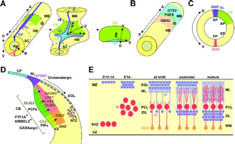 Development of the cerebellum. (A) Morphogenesis of the cerebellum. At... | Download Scientific ...