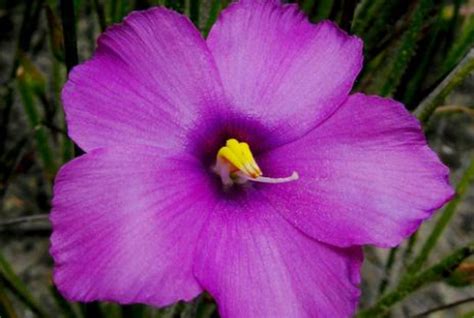 Библис гигантский (75 фото) - фото - картинки и рисунки: скачать бесплатно