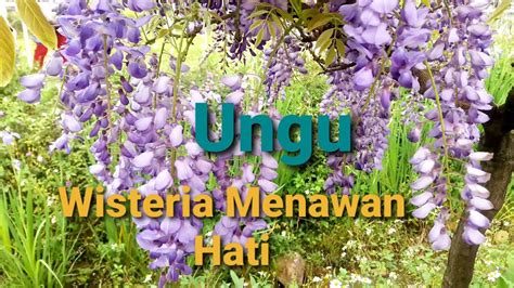 Wisteria Bunga Ungu Menjuntai Memikat Hati Youtube