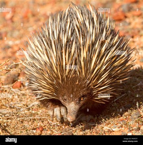 Australian Short Beaked Echidna Tachyglossus Aculeatus In The Outback