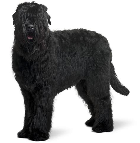 Black Russian Terrier Dog Breed Guide Black Russian Terrier Black