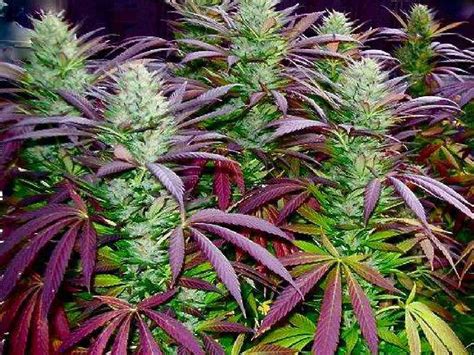 How to Grow Marijuana: Harvest Timing For Perfect Marijuana Buds - Big ...