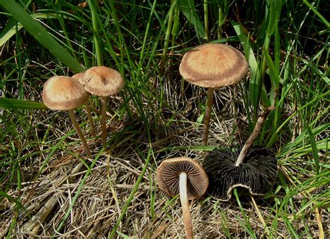 Selected Psychedelic Species Vancouver Mycological Society