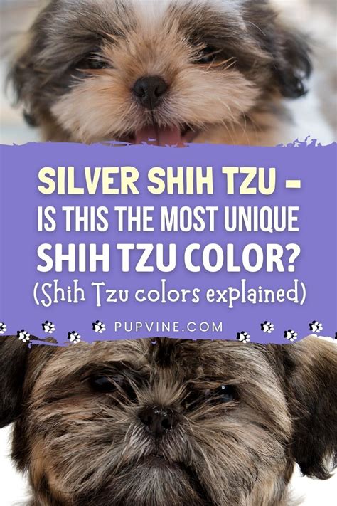 Silver Shih Tzu Is This The Most Unique Shih Tzu Color Shih Tzu