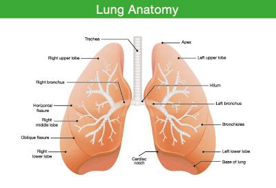 Lungenhypoplasie Ursachen Symptome Behandlung MedLexi De