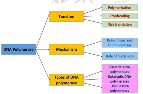 DNA Polymerase – Structure and function of biomolecules (lipids and ...