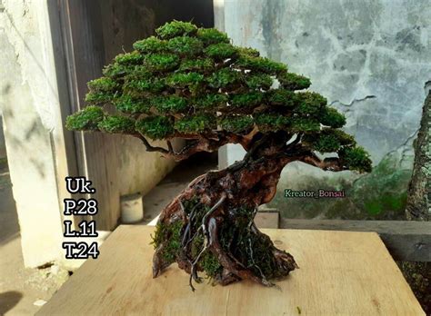 Cod Bonsai Aquascape Lazada Indonesia