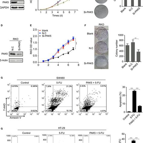 PAK5 Promoted Proliferation And Attenuated 5FUinduced Apoptosis In