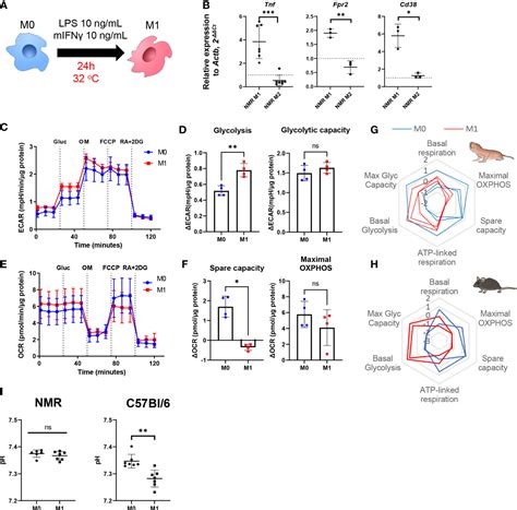 Frontiers Macrophages From Naked Mole Rat Possess Distinct Immunometabolic Signatures Upon