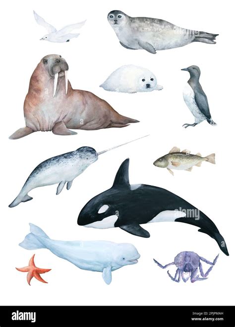 watercolor illustration set. North sea animals, birds, fishes. Orca ...