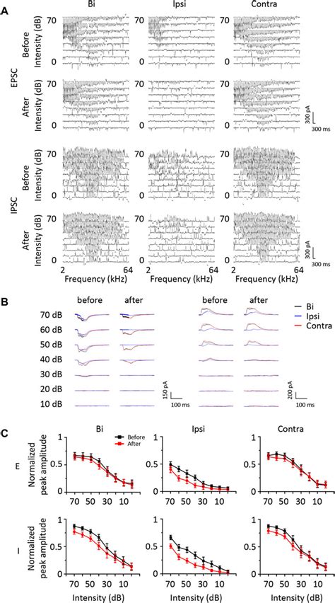 Frontiers Bilateral Interactions In The Mouse Dorsal Inferior