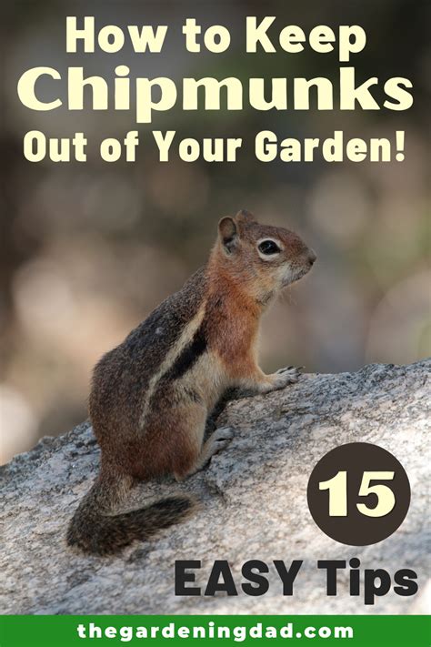 How To Keep Chipmunks Out Of Your Garden 15 Easy Tips Chipmunks