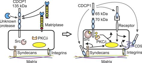 Proteolysis Induced N Terminal Ectodomain Shedding Of The Integral