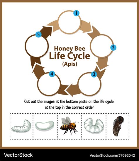 Diagram Showing Life Cycle Honey Bee Apis Vector Image