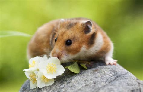 Guide to Syrian Hamster Varieties: Colors, Coats, and More