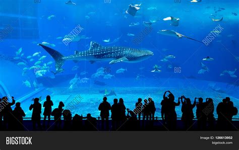 Whale Shark Okinawa Image & Photo (Free Trial) | Bigstock