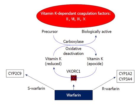 Варфарин Особенности Распределения В Биожидкостях Telegraph