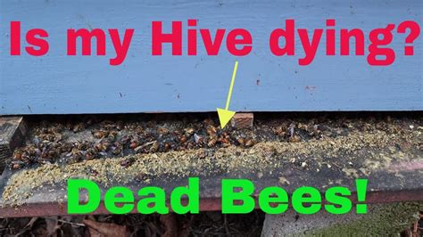 Tons Of Dead Bees At Entrance Dead Hive Lets Find Out Youtube