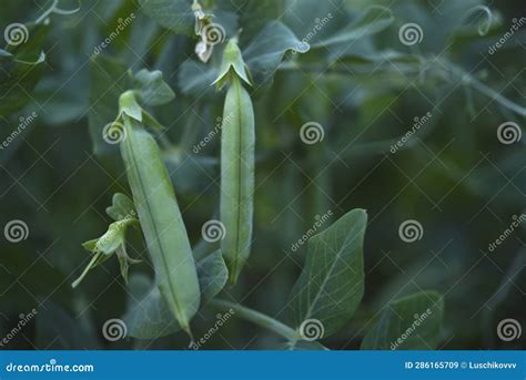 Ripe Pea Pods In The Garden Juicy Pea Fruits Stock Image Image Of