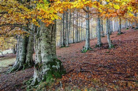 Forests Autumn Trunk Tree HD Wallpaper Rare Gallery