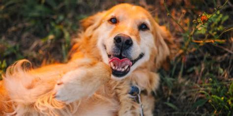 Golden retriever características e cuidados a saúde Blog VETEX