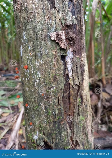 Nature Plants Are Three Different Types Of Plants Stock Photo Image