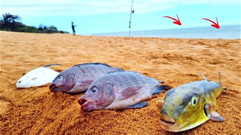 ACONTECEU ALGO INÉDITO NESSA PESCARIA DE PRAIA PESCAMOS e COMEMOS