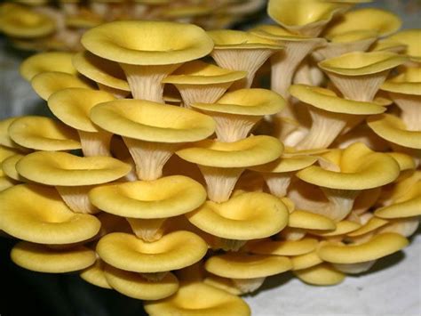 Pleurotus Citrinopileatus Detailed Information Photos Videos