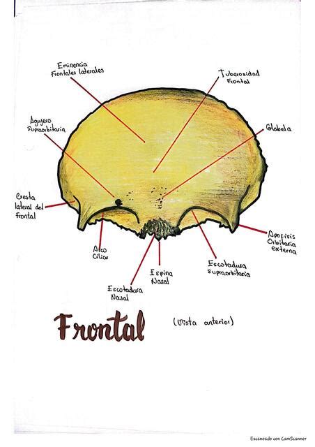 Huesos Del Craneo Aida Nursnotes Udocz