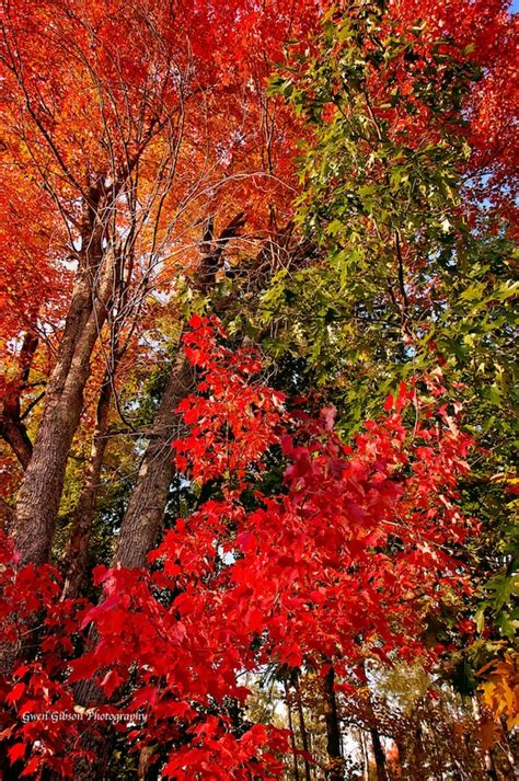 Michigan Fall Photograph Maple Trees in Autumn Print Upper - Etsy