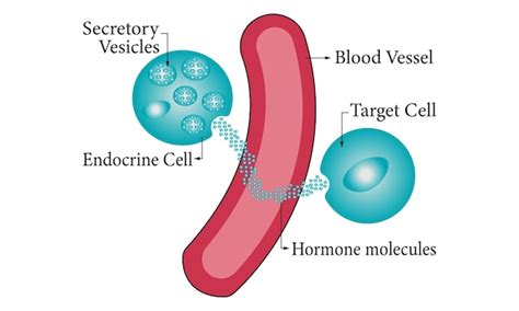 Premium Vector Endocrine Science Diagram 100 Vector Illustration