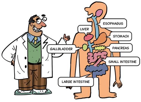 Digestive System Animation For Kids | Kids Matttroy