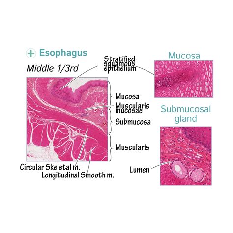 Esophagus Diagram Labeled