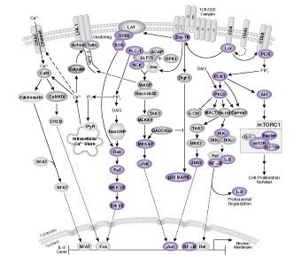 T Cell Receptor Signaling Pathway