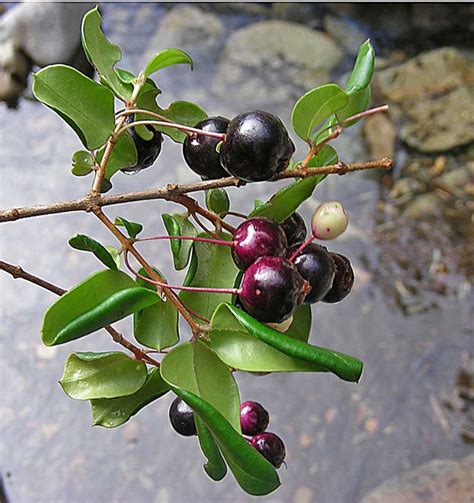 Luma Apiculata GardensOnline