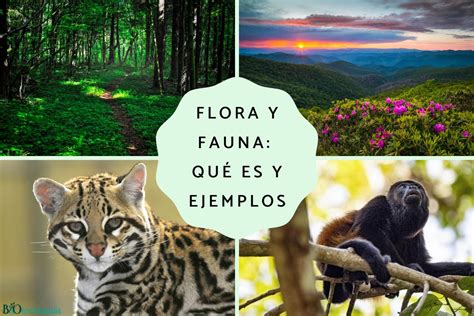 Que Es La Flora Y Fauna De Nuestra Biodiversidad Otosection