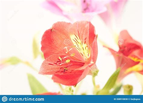 Red Lily Bouquet of Flowers. Stock Photo - Image of bloom, floral ...