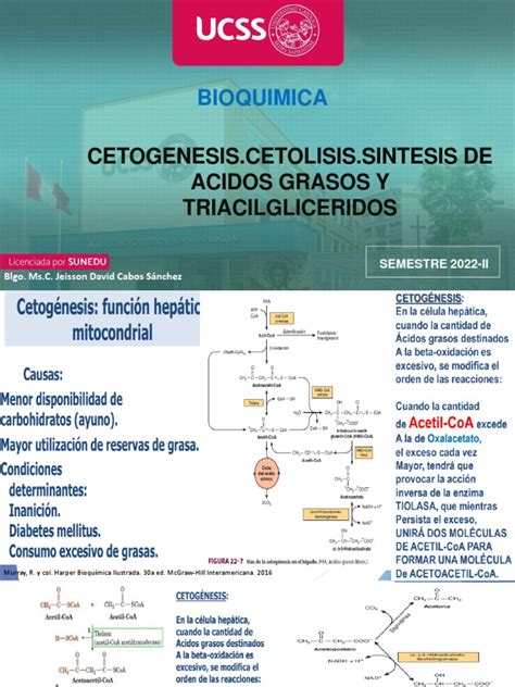 Cetogenesiscetolisissintesis De Acidos Grasos Y Triacilgliceridos Pdf