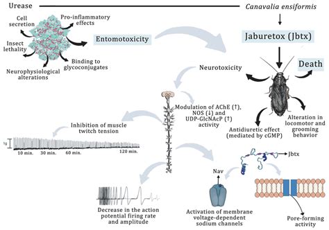 A summary of the main neurotoxic effects of jaburetox (Jbtx) in ...