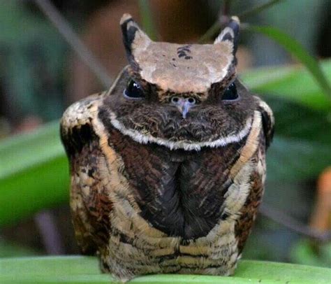 Great Eared Nightjar The Bird That Looks Like A Baby Dragon