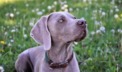 Qué enfermedades sufren los perros Braco de Weimar Blog de ADOPTA un